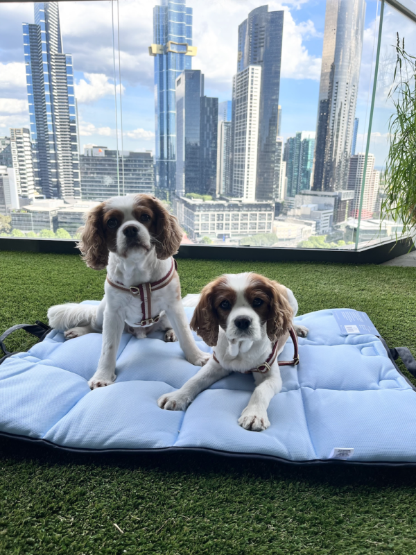 Monte & Co | Luxury Pet Dog Cooling Mat & Picnic Travel Mat by Snooza Australia