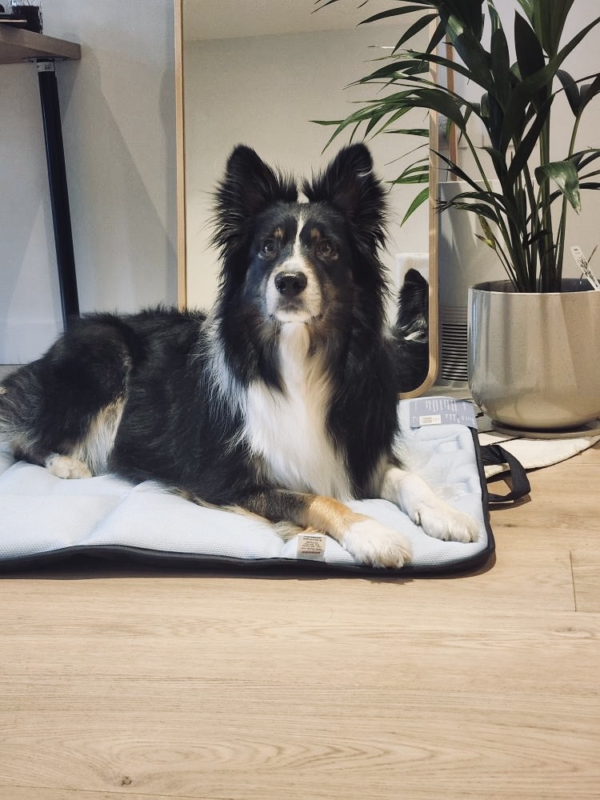 Monte & Co | Luxury Pet Dog Cooling Mat by Snooza Australia