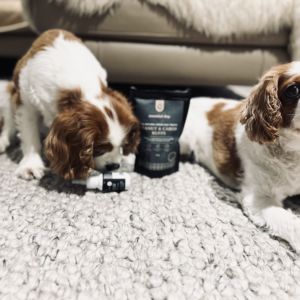Monte & Co | All Natural Herbal Dog Toothpaste by Essential Dog