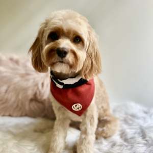 Monte & Co | Designer dog scarf bandana by HGP Luxury Pet Accessories | The Jessie No.2 Red & Gold
