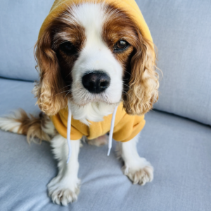 Monte & Co | Huskimo Mt Baw Baw designer dog hoodie jumper with drawstrings | Mustard Yellow
