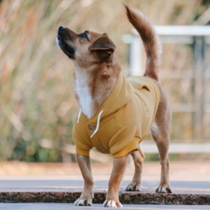 Monte & Co | Huskimo Australia Mt Baw Baw Designer dog hoodie jumper with drawstrings and reinforced leash hole opening in mustard yellow