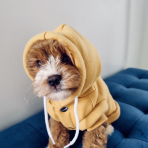 Monte & Co | Huskimo Mt Baw Baw designer pet dog hoodie jumper with drawstrings | Mustard Yellow