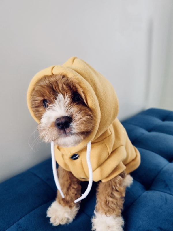 Monte & Co | Huskimo Mt Baw Baw designer pet dog hoodie jumper with drawstrings | Mustard Yellow