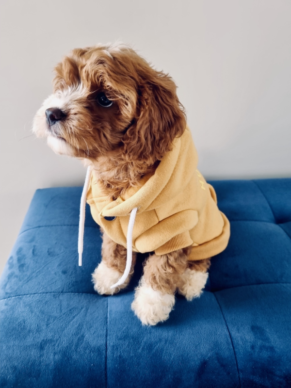 Monte & Co | Huskimo Mt Baw Baw designer pet dog hoodie jumper with drawstrings | Rich Mustard Yellow