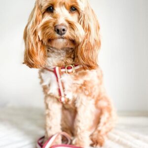 Monte & Co | Designer dog 3-stripe step in harness in toffee:red by Sebastian Says