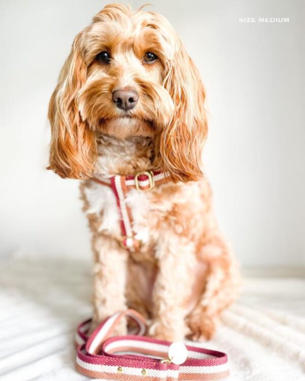 Monte & Co | Designer dog 3-stripe step in harness in toffee:red by Sebastian Says