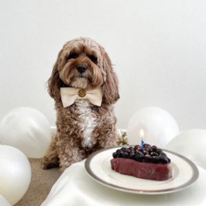 Monte & Co | Designer dog corduroy bow tie by Sebastian Says - Natural Off White