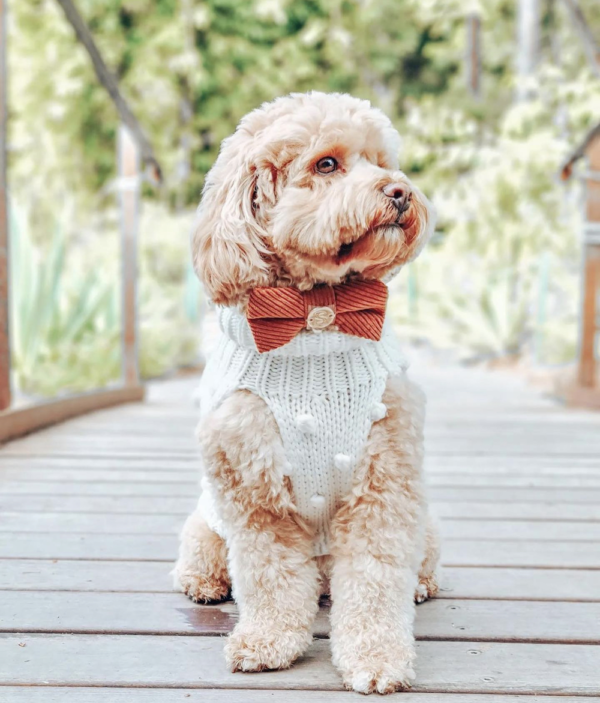 Monte & Co | Designer pet cat dog bow tie by Sebastian Says - Caramel Toffee