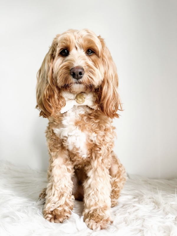 Monte & Co | Designer pet cat dog corduroy bow tie by Sebastian Says - Natural White