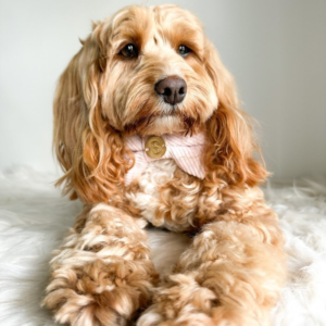 Monte & Co | Designer pet cat dog corduroy bow tie by Sebastian Says - Pale Soft Pink