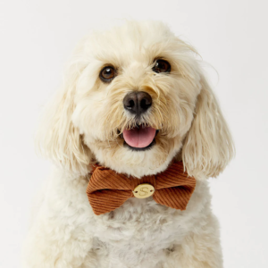 Monte & Co | Designer pet cat dog corduroy bow tie by Sebastian Says - Rich Toffee Caramel