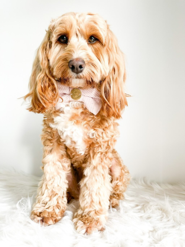 Monte & Co | Designer pet cat dog corduroy bow tie by Sebastian Says - Soft Pale Pink
