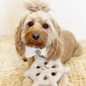 Monte & Co | Luxury dog corduroy bow tie by Sebastian Says - Natural