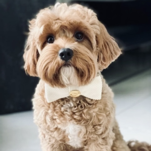 Monte & Co | Luxury dog corduroy bow tie by Sebastian Says - Natural Cream