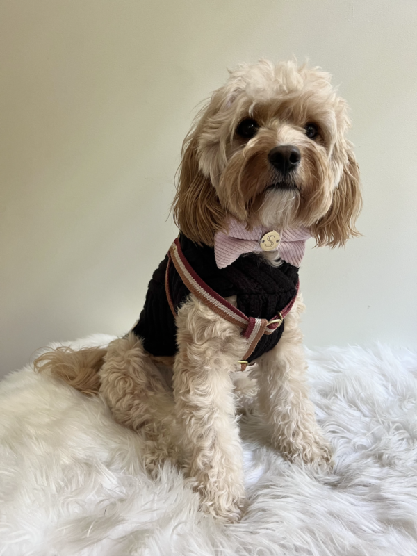 Monte & Co | Luxury dog corduroy bow tie in Soft Pink and Designer no-pull step-in dog harness and Luxury Merino Wool Weave Knit Sweater in Black by Sebastian Says