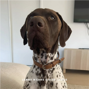 Monte & Co | Designer dog collar in brown vegan leather by St Argo Melbourne