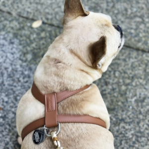Monte & Co | Designer pet dog cat harness in brown vegan leather by St Argo