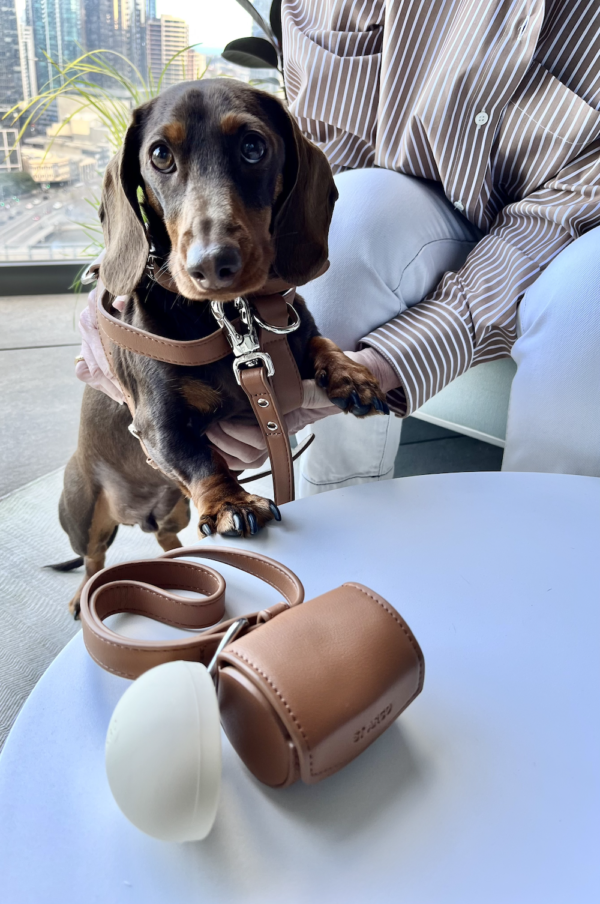 Monte & Co | Designer pet dog cat harness walk accessories set in brown vegan leather by St Argo Melb