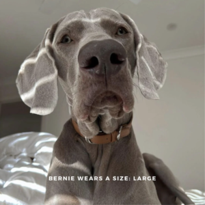 Monte & Co | Designer pet dog collar in brown vegan leather by St Argo Melbourne