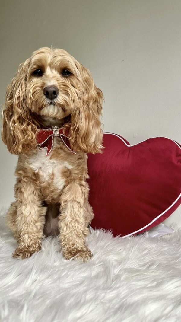 Monte & Co | Luxury Rhinestone Crystal Diamante Designer Pet Dog Cat Christmas Birthday Valentine Day lunar Chinese New Year Sailor Bow | Red