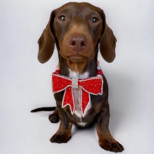 Monte & Co | Luxury Rhinestone Crystal Diamante Designer Pet Dog Cat Christmas Valentine Day Birthday Sailor Bow | Red