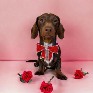 Monte & Co | Luxury Rhinestone Crystal Diamante Designer Pet Dog Cat Christmas Valentine's Day Birthday Sailor Bow | Red