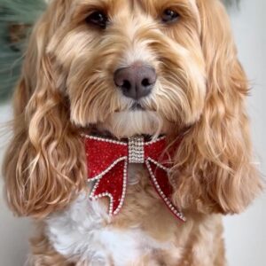 Monte & Co | Luxury Rhinestone Crystal Diamante Designer Pet Dog Cat Christmas Valentine's Day Chinese Lunar New Year Sailor Bow | Red