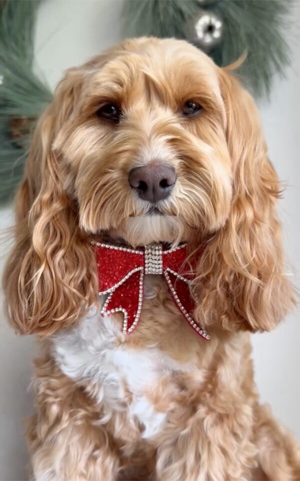 Monte & Co | Luxury Rhinestone Crystal Diamante Designer Pet Dog Cat Christmas Valentine's Day Chinese Lunar New Year Sailor Bow | Red