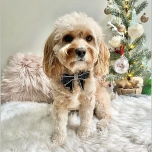 Monte & Co | Luxury Rhinestone Diamante Crystal Sparkly Designer Pet Dog Cat Sailor Bow for birthdays, weddings, black tie event and special occasions