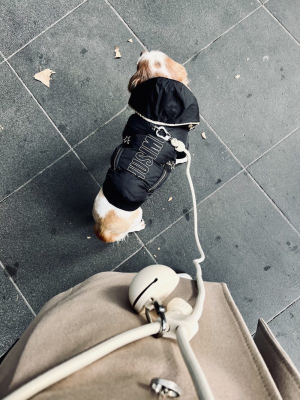 Monte & Co | Best Luxury Designer Hands Free Leash Lead and Treat Pouch Holder by ST ARGO MELBOURNE and Designer Black Gangsta Winter Puffer Dog Cat Pet Jacket Coat by HUSKIMO AUSTRALIA