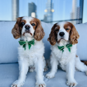 Monte & Co | Luxury Rhinestone Crystal Designer Pet Dog Cat Christmas Birthday Black Tie Valentine's Day St Patrick's Day Sailor Bow Tie in Green